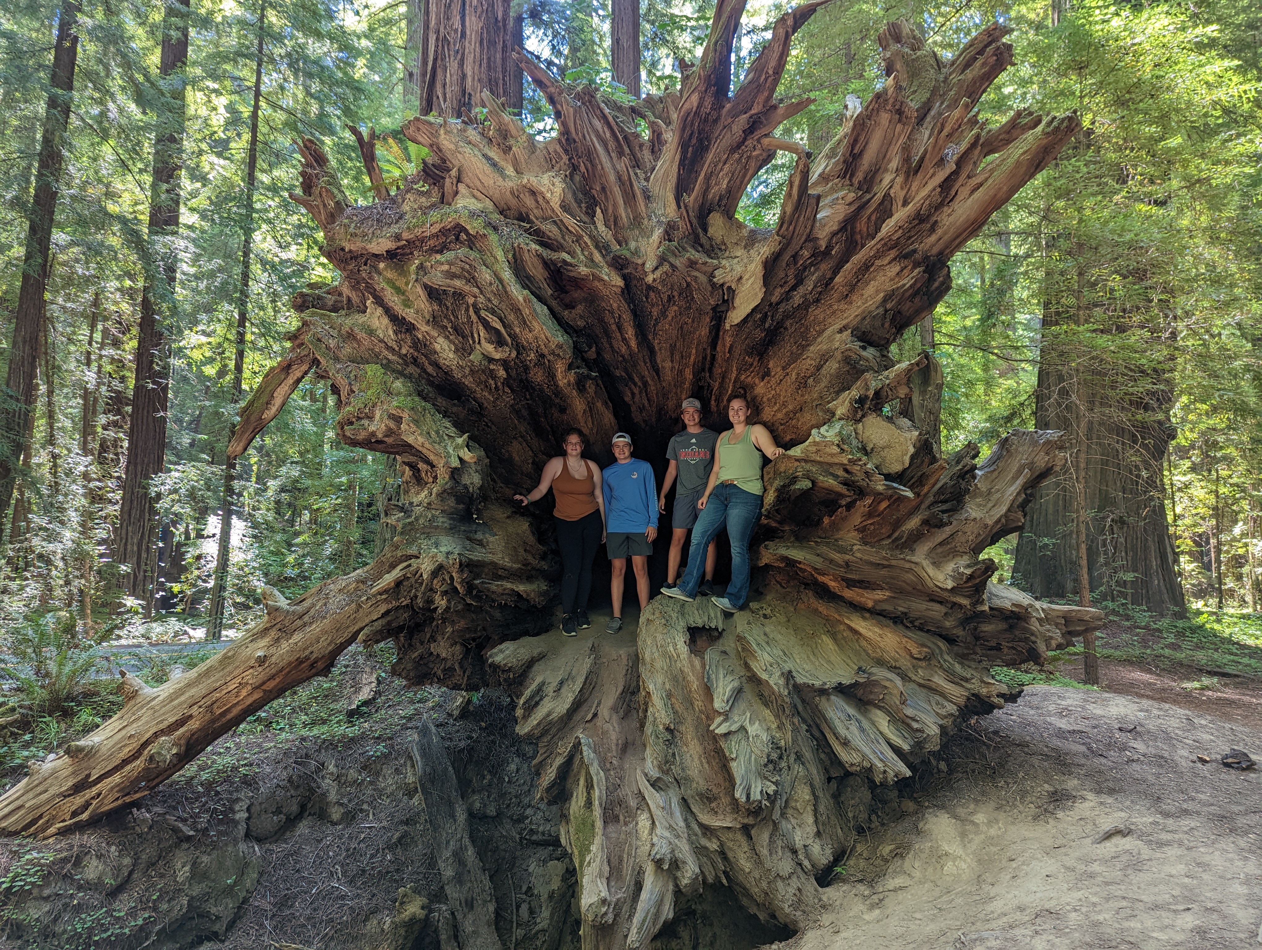 Redwood