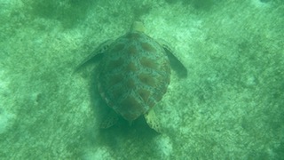 Akumal Beach