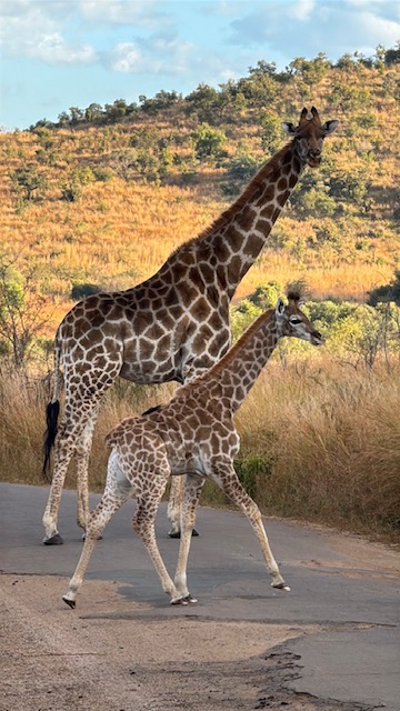 Pilanesberg National Park, South Africa