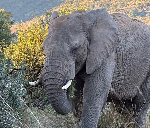 Pilanesberg National Park, South Africa